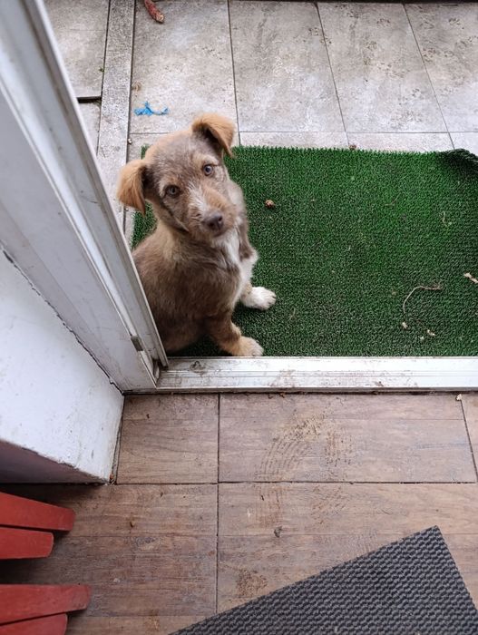 Donez cățeluși metiș de 4 luni