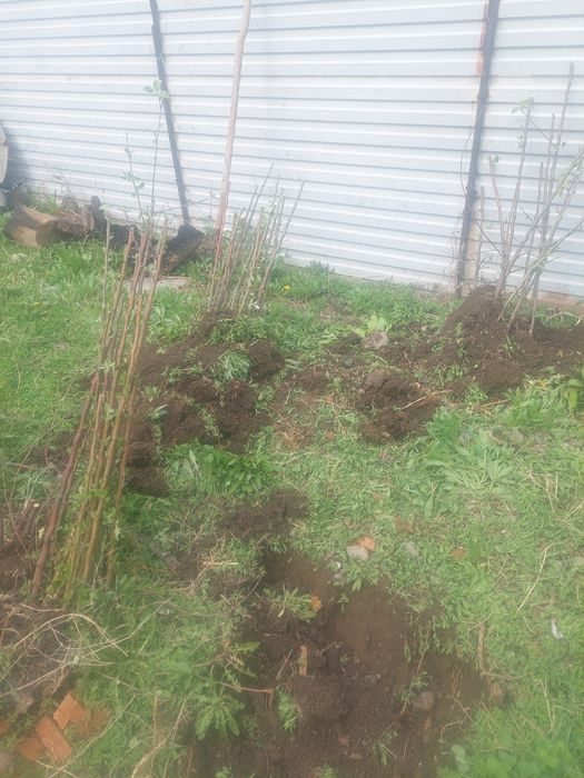 Саженцы яблоня Азерголт