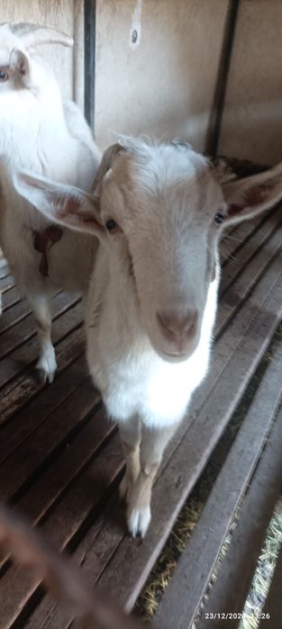 Plyajdagi yalangoch erkaklar fotosurati