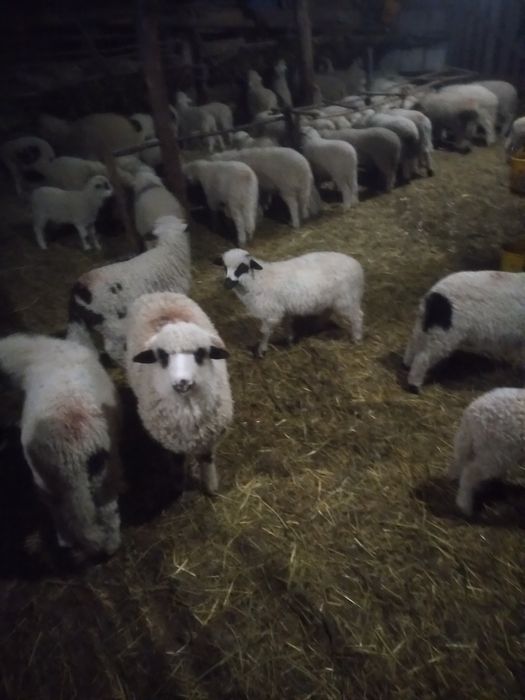 Miei de paşti de vânzare