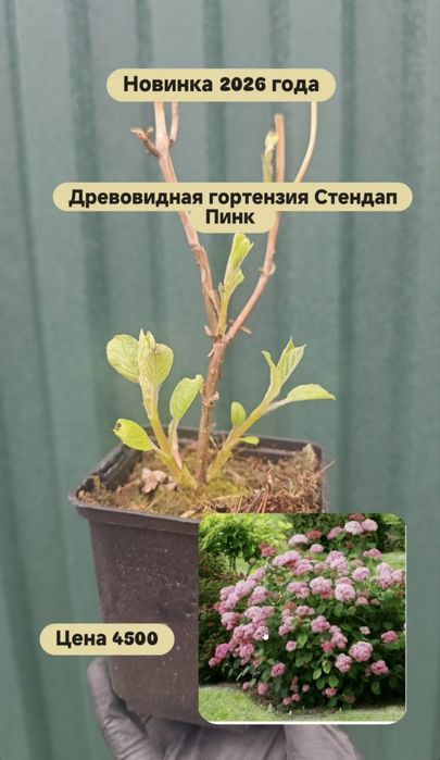 Продам гортензии