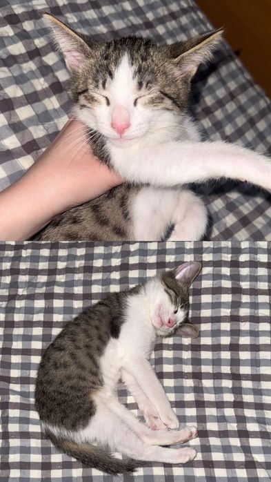 Котята, кошка в добрые руки