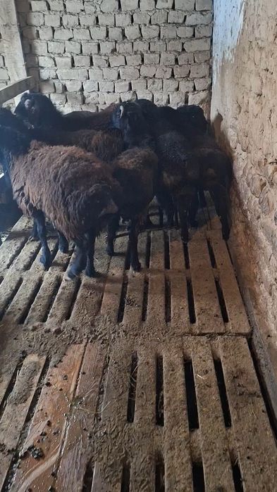 Сатылмда кошкар 8 бас