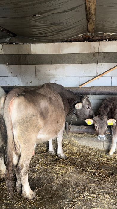 O vacă și 2 tăurași de vânzare