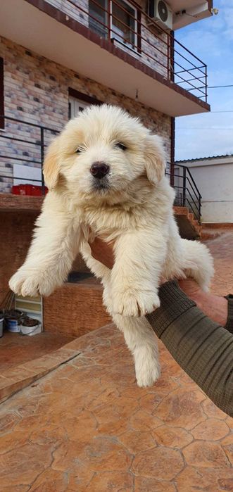 Catel ciobanesc mioritic