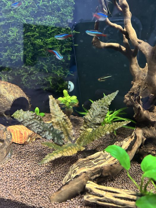 Аквариум 50 л + 10 л полные комплекты в Рассрочку. Ред.