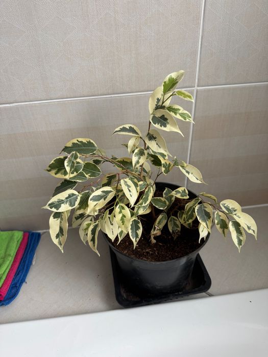 Фикус бенджамина старлайт, барок