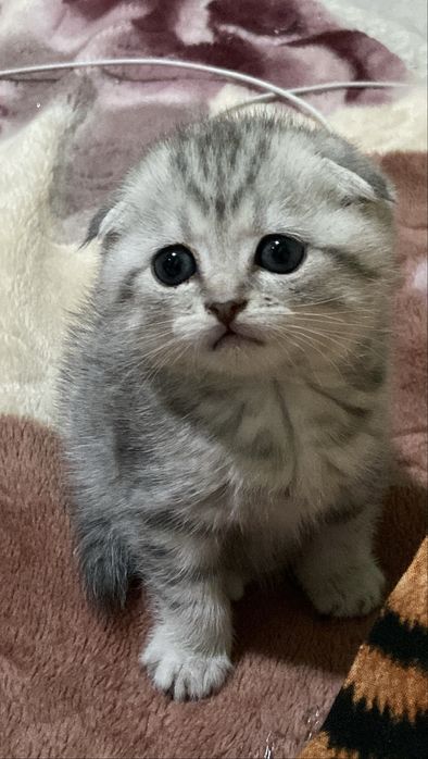 Шотландская вислоухая кошка