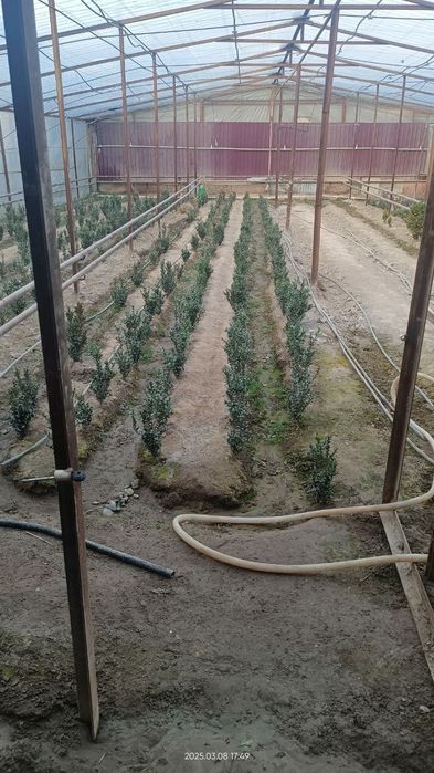 Шамшод кўчатлари