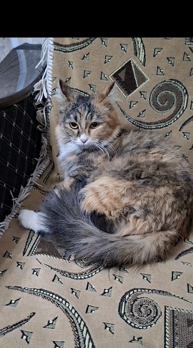 Молоденькая кошечка Марфуша в добрые руки!