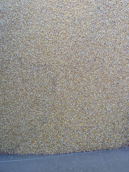 Porumb boabe romanesc