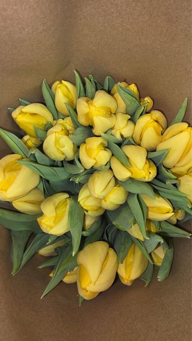 Тюльпаны оптом и розница