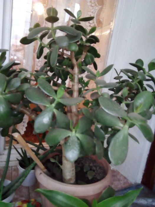 Продам денежное дерево, алоэ вера