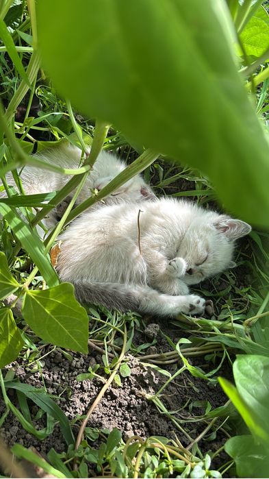 Котята сиамец и охос азулес