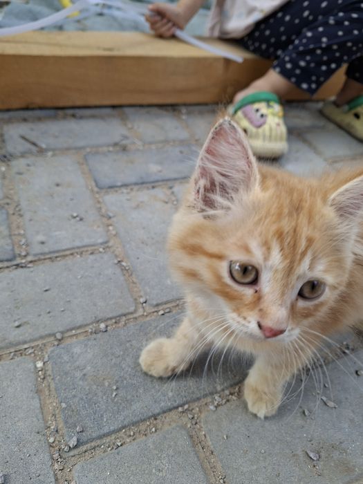 Отдам милых котят