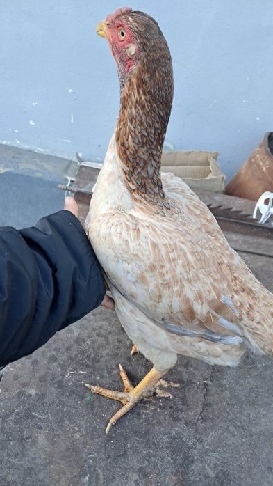 Дакан курица и петух