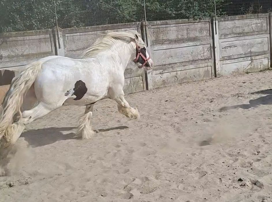 Vand Gypsy Vanner