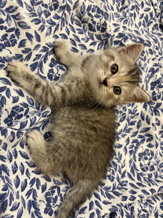 шотландские котята