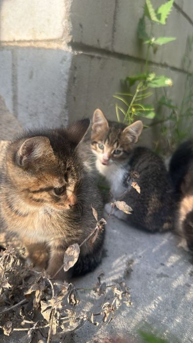Котята в добрые руки