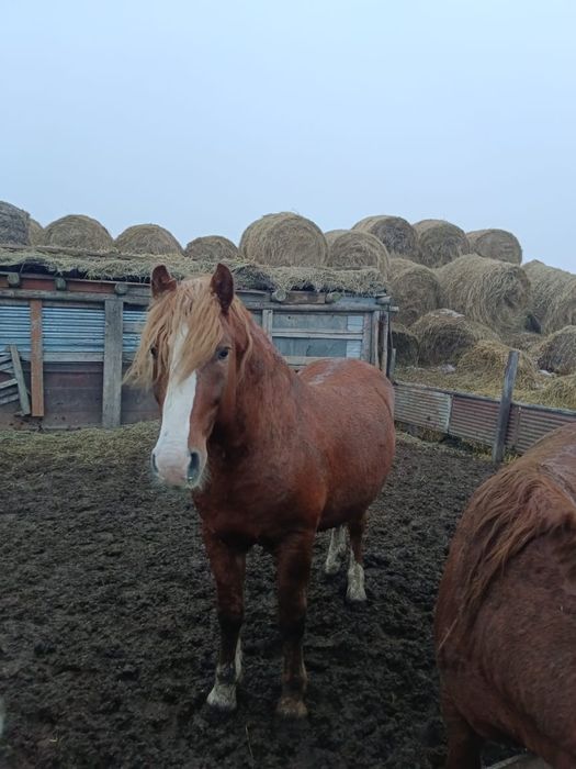 Продам жеребца 7 лет