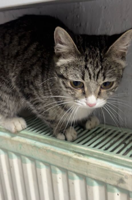 Отдам кошку в хорошие руки