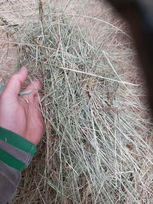 Baloti de fân rotunzi