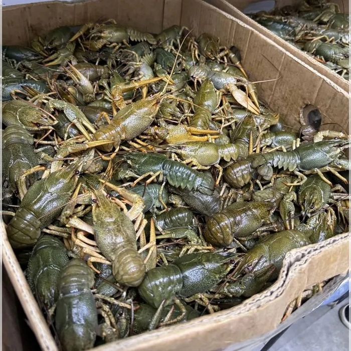 Живые раки, чистые отборные