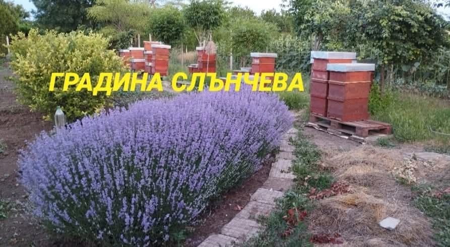 Овощна градина с пчелен