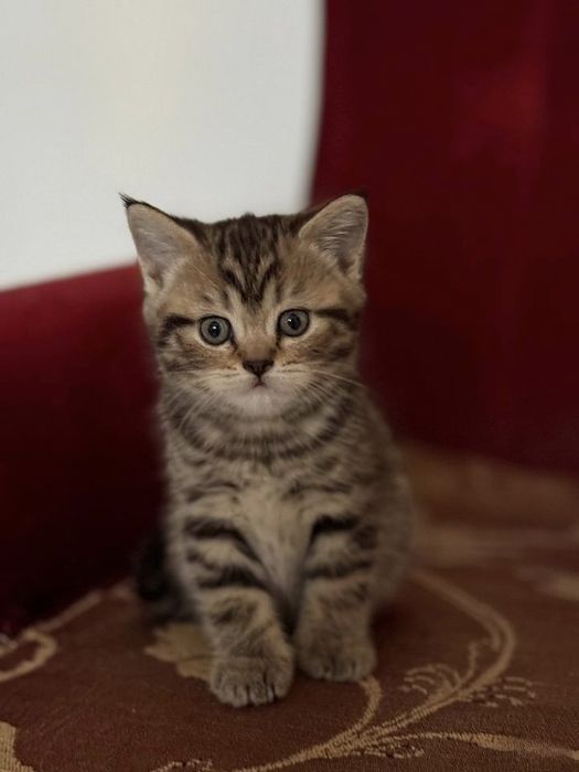 Вислоухие Шотландские котята