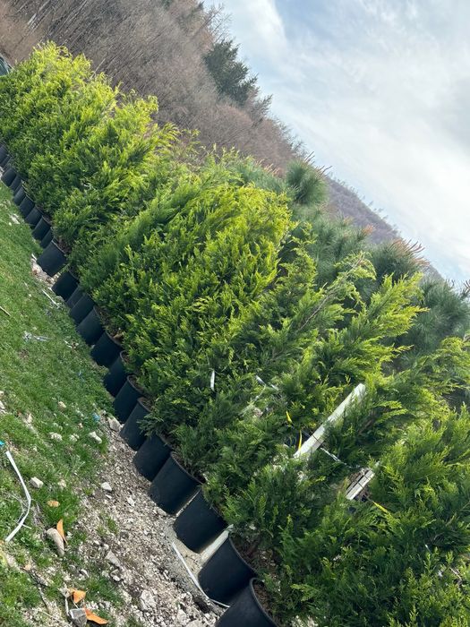 Leylandii oferta primaveriii