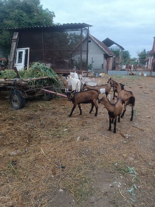 Iedute si tapisori de vanzare