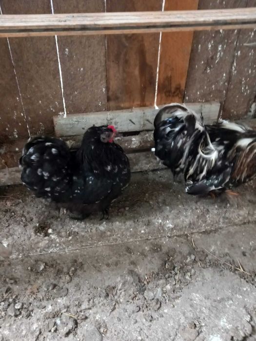 Cochinchina si zebre australiene