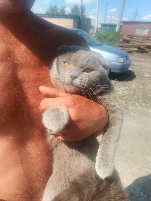 Продам кота вислоухий