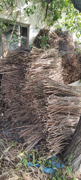 Quruq vogli otin sotiladi