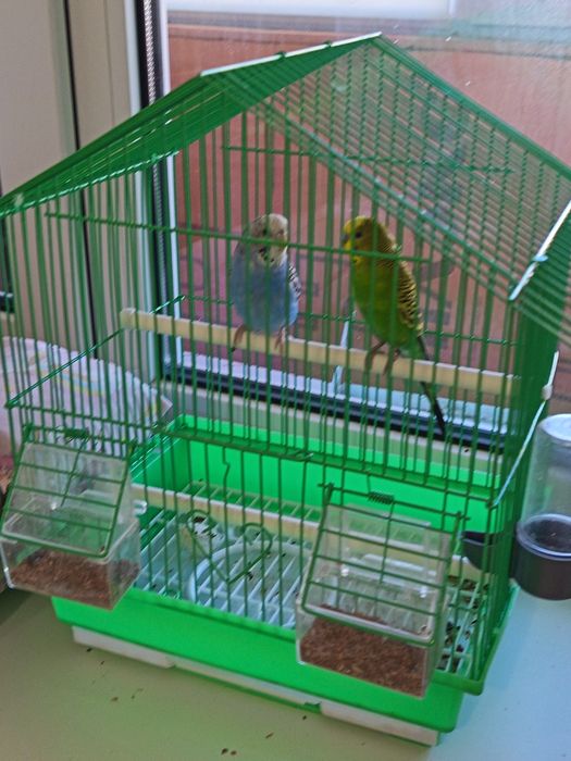 Продам попугаев мальчик девочка