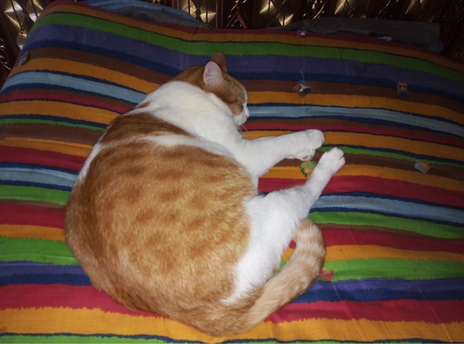 Ласковый домашний кот в добрые руки!