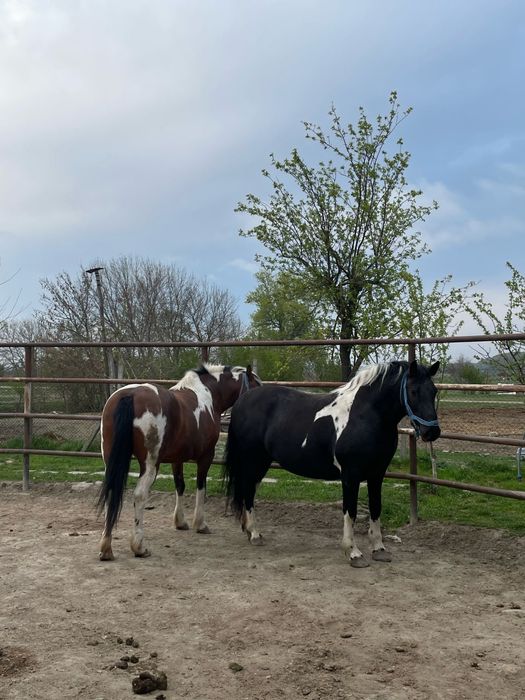 Iepe Barok Pinto – blânde, frumoase, cu temperament liniștit