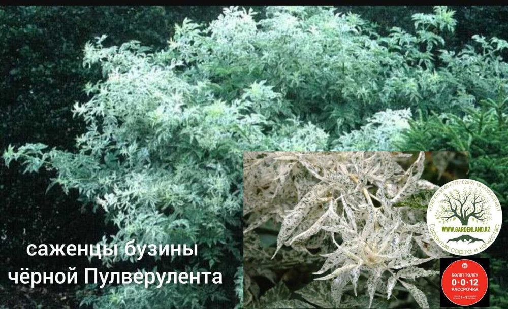 Саженцы магнолии, форзиции и декоративной бузины бордовой листвой и тд