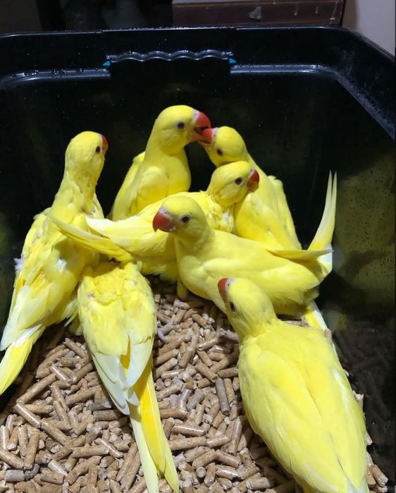 Pui de Micul și Marele Alexander din 2025