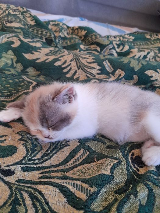 Кошечка скотиш страйт