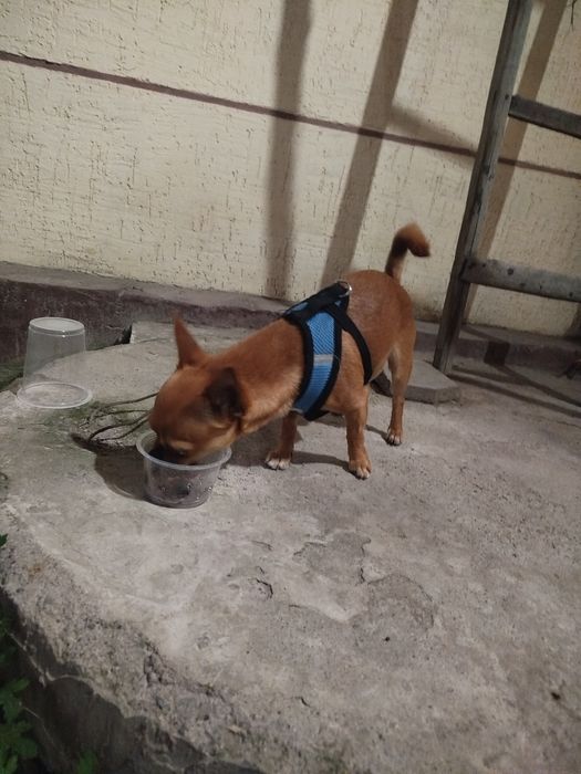 Chihahuva zoti chet eldan kelgan Erkak it