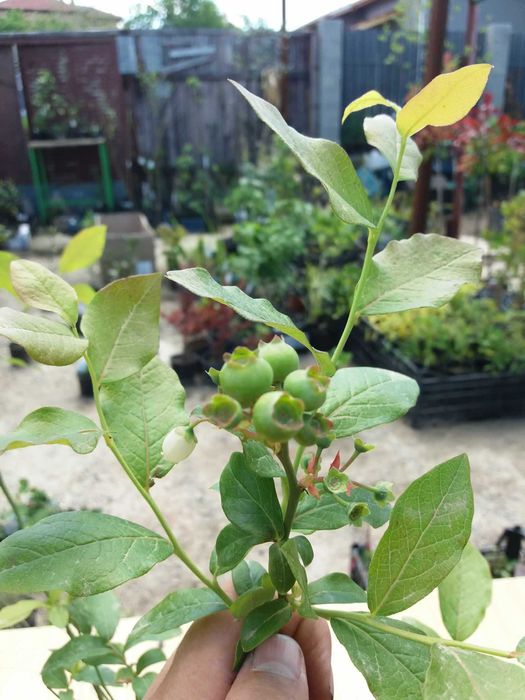 Боровинка - Разсад и Замразен плод