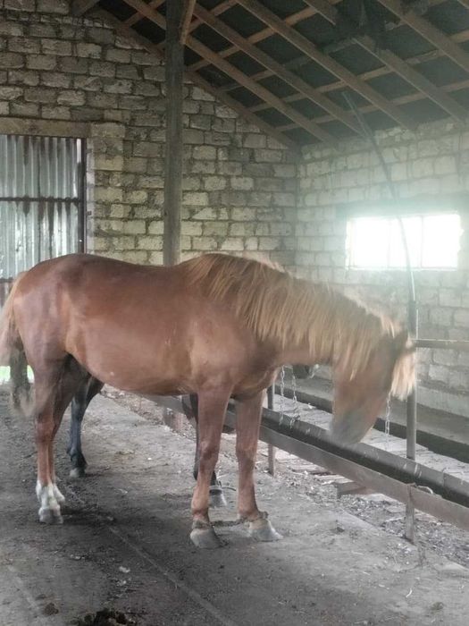 Мінгі айғыр сатылады