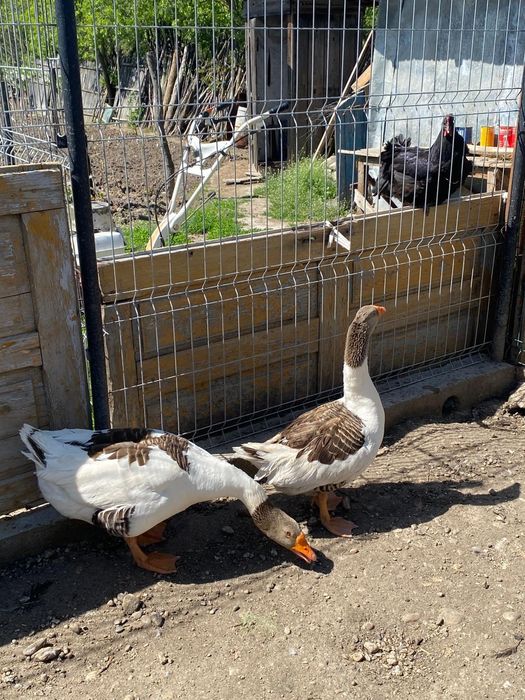 Vând 2 famili de gâște se dau doar pe pereche