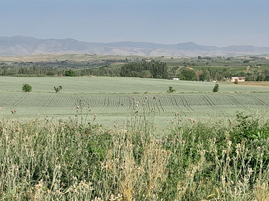 6сотх дача  Паркент