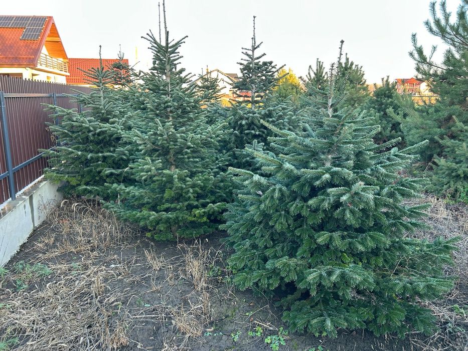 Brazi Naturali de Craciun 1.5m – 2.5m | Proaspeti, Taiati pe Loc