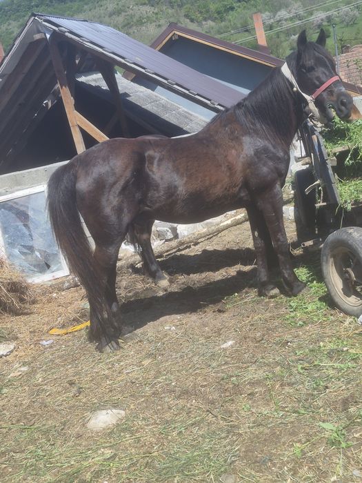 2 cai buni de vanzare