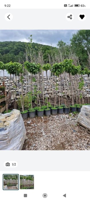 Prunus  laur englezesc  pothinia