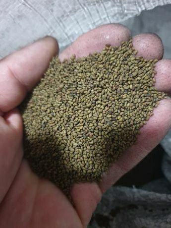 Семена люцерна. Жонышка тукымы