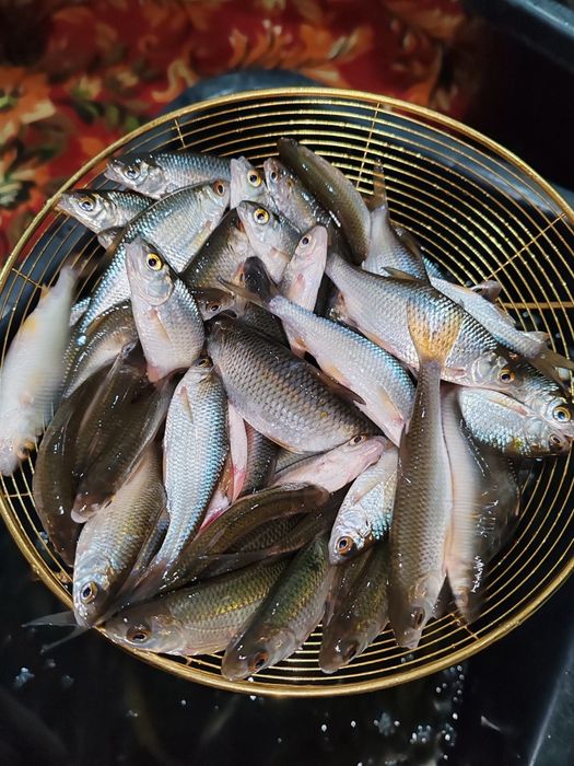 Малёк сорга живец